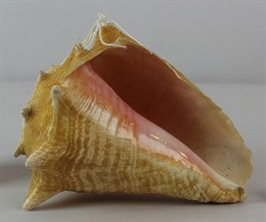 Image description is not available for FIM2015.212